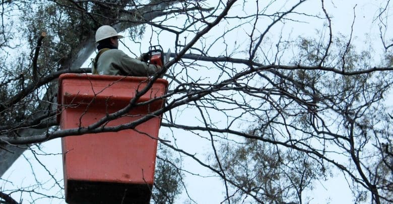 Poda árboles Lalahenes 015 1 - Diario Resumen de la región