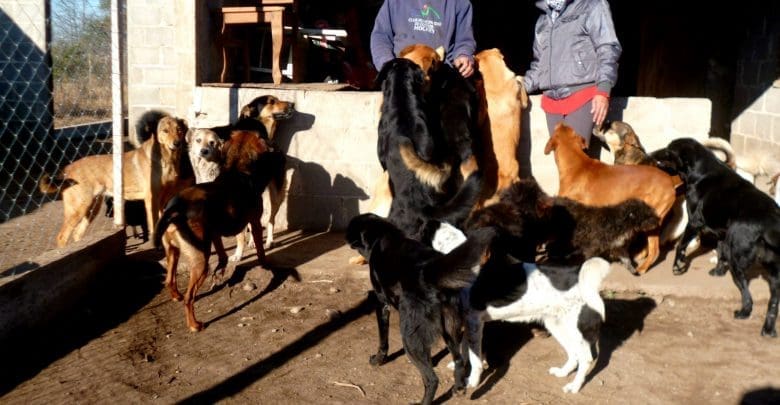 Perros 3 - Diario Resumen de la región