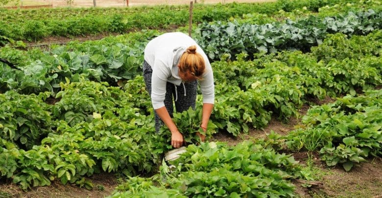 huerta organica - Diario Resumen de la región