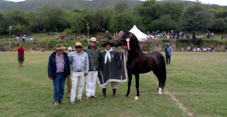 foto caballo - Diario Resumen de la región
