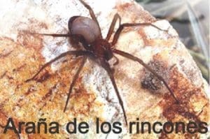 araña de los rincones black 300x199 - Diario Resumen de la región