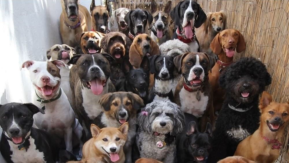 dia nacional del perro cinemania - Diario Resumen de la región