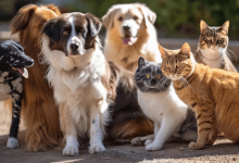 cat dog group generative ai 28914 11260 - Diario Resumen de la región