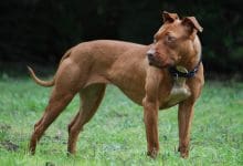 000 American Pit Bull Terrier - Diario Resumen de la región