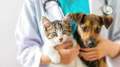perros gatos - Diario Resumen de la región